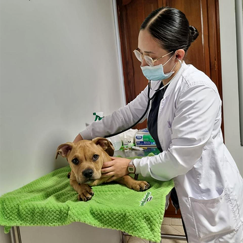 CONSULTA MEDICA VETERINARIA NUEVO